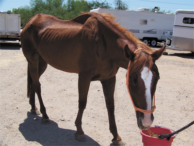 luv shack rescue